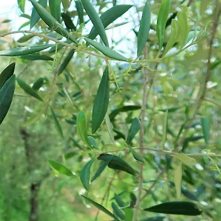 Dalu 3* Finale Ligure