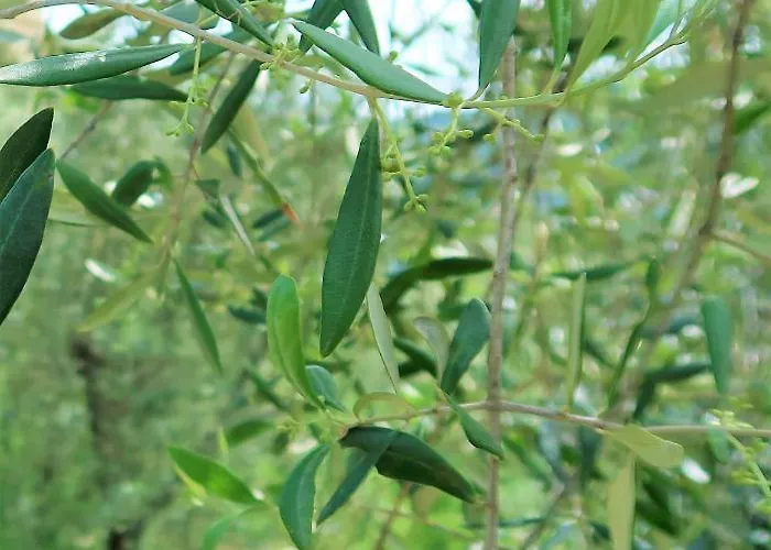 Dalu 3* Finale Ligure